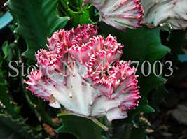 Lactea Bonsai 100  pcs/Bag Perennial Succulent Shape Peculiar &amp; Beautiful with H - £3.56 GBP