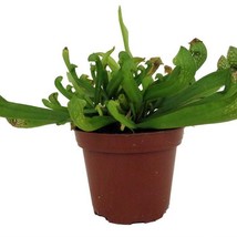 Mature Scarlet Belle Pitcher Plant Sarracenia Carnivorous 3 inch Pot - $37.98