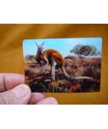 (MAG-1) 3D MAGNET Fridge refrigerator Kangaroo in the outback bush kanga... - $142.75 MXN