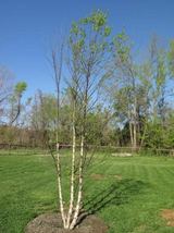River Birch multi-stem clump tree qt. pot betulanigra image 4