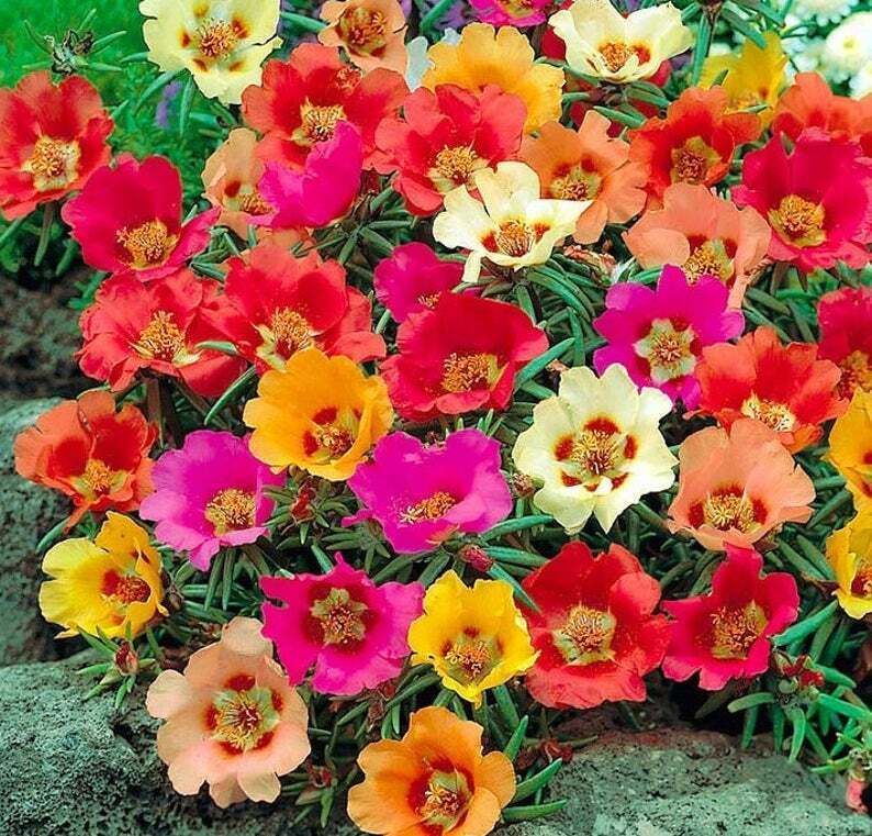 100 Bright Mix Moss Rose Flower Flowers Bloom Perennial Seeds - $15.99