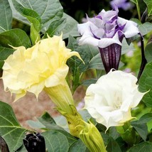 PWO Ballerina Mix Devils Trumpet Seeds ~ Datura Metel ~ Fresh Seeds ~ Blooms - £4.29 GBP