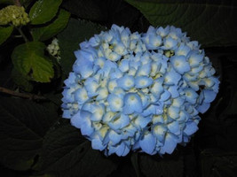 Nikko Blue Hydrangea - £4.22 GBP
