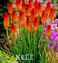 100 PCS/Lot Kniphofia red hot pokerss So Pretty Long Blomming fieryhued - £7.15 GBP