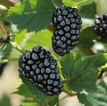 1 Pcs Blackberry Natchez thornless Rubus fruticosa Live Plant - £22.77 GBP
