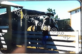 1950s Sarasota FL Little Girl on Fence Petting Horses Kodachrome Slide - $3.47