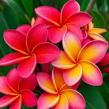 5 Orange Pink Plumeria Seeds: Fragrant Hawaiian Flower - $13.95