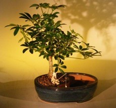 Hawaiian Umbrella Bonsai Tree  Land/Water Pot - Medium   (arboricola schefflera  - £40.55 GBP