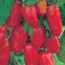 Tomato, San Marzano, Heirloom, Organic, 100 Seeds, Tomato Seed, Classic Tomatoes - £4.65 GBP