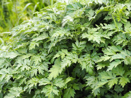 1000 Japanese Mugwort Artemisia Princeps Korean Wormwood Yomagi Herb Flower Seed - $14.90