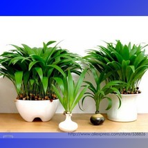 Fresh Bonsai Little Forest Chinese Fan Palm Livistona Chinensis Seeds Pack 10 Se - $9.44