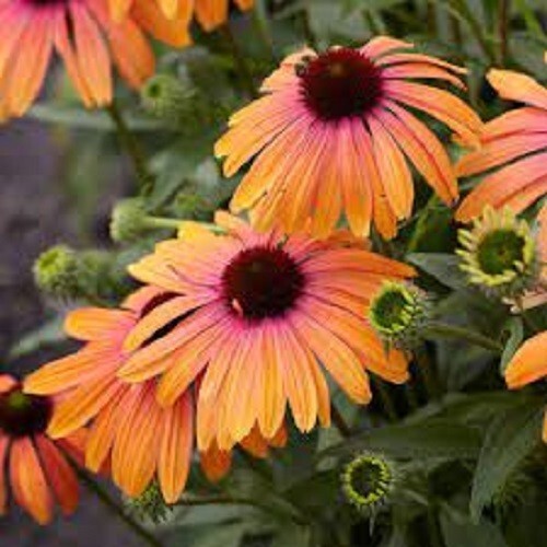 50 Sherbert Coneflower Seeds Echinacea Perennial Flowers Bloom Flowers S... - $9.98