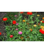 SKM Zinnia Pumila Mix Seeds 200 Mixed Flower Colorful Rainbow Blooms Eas... - $17.79 CAD