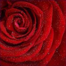 The energy of love from merlin reiki attunement courses garden roses red 329 thumb200