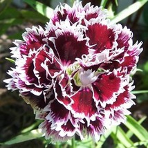 50 Velvet N Lace Dianthus Plumarius Black White Flower Seeds US Seller Fast Ship - $7.45