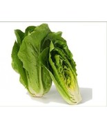 KKG 100 Heirloom Romaine Lettuce Parris Island Cos Seeds Easy Grow - $9.12