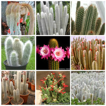 10 pcs Cleistocactus Seeds Rare Cactus Succulent Plants FRESH SEEDS - £4.81 GBP
