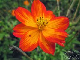 COSMOS SULPHUR MIX Cosmos Sulphureus - 50 Seeds - $3.75