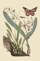 Monarch Butterfly by Mark Catesby - Art Print - £17.57 GBP+