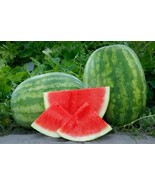 50+ Secretariat (Seedless) Watermelon Seeds - $10.96