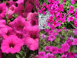 2001+HOT PINK PETUNIA Garden Container Hanging Basket Seeds Trailing Groundcover - £10.33 GBP