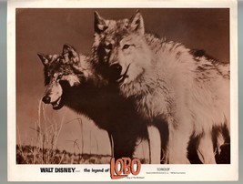 Legend Of Lobo-Walt Disney Production-11x14-Color-Lobby Card-Nature - £26.05 GBP