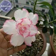 BELLFARM &#39;Pink Lover&#39; Water Pink White Desert Rose Adenium with rose pink edge,  - £3.26 GBP