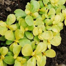 LimaJa Purslane Golden (Portulaca Sativa) 100 Seeds, LimoJaya Best SALE - £2.32 GBP