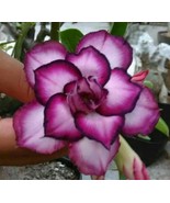 4 Dbl White Purple Desert Rose Seeds Adenium Obesum Flower Perennial Seed Fresh  - €12,32 EUR
