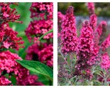 NEW BUDDLEIA &#39;PRINCE CHARMING&#39; Butterfly Bush Perennial Plant Garden - £40.79 GBP
