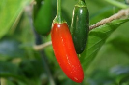 Serrano Pepper Seeds 50 Seeds Fresh Seeds USA - £12.80 GBP