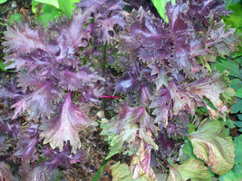 40 Red Leafed Perilla Seeds Perilla Frutescens Akashiso Repels Ticks Fre... - $6.03 CAD