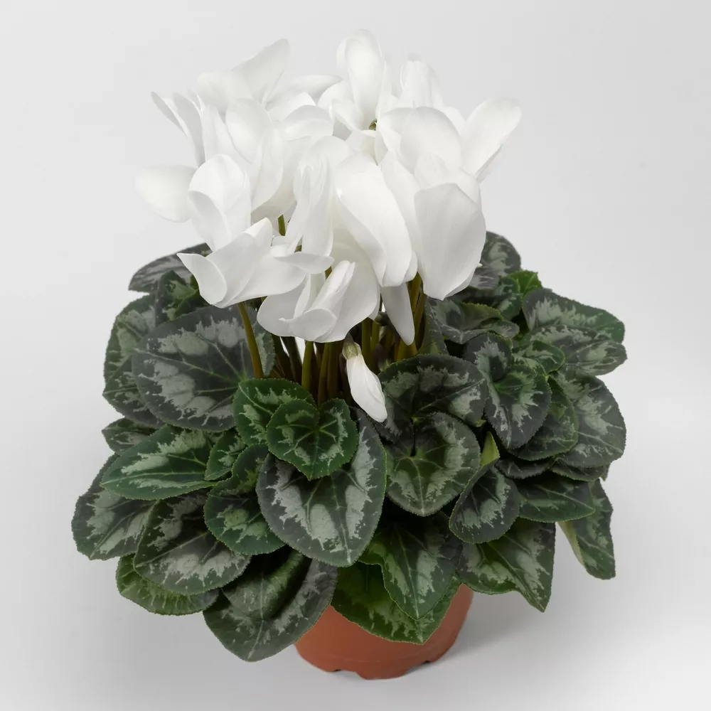 G_S 15 Cyclamen Seeds Sierra Synchro White - $18.48