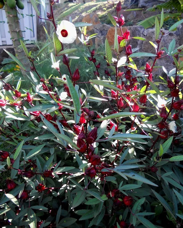 Roselle Seeds Gongura Sour-leaf 30 Seeds Planting USA - £7.52 GBP