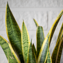 Artificial Succulent Agave Sansevieria Trifasciata Bonsai  - 300 Seeds - £5.53 GBP