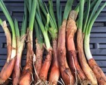 10 Organic Egyptian Walking Onions Live Plants Zone 3-10 - $12.95