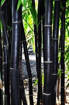 60 Black Bamboo Seeds Bambusaceae Garden Plants - $4.11