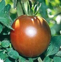 25 Seeds Black Prince Tomato Seeds - £17.21 GBP