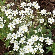 Best 20 Seeds BABY BREATH White Flowers Easy to Grow Floral Garden - £3.84 GBP