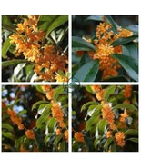 20 Seeds Sweet-scented Osmanthus Flower - $341.20 MXN