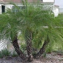 USA SELLER Phoenix Roebelenii Pygmy Date Palm Robellini Palm 10 Seeds Free Shipp - $19.20