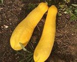 Prolific Straightneck Summer Squash Seeds Non-Gmo 20 Seeds Fast Shipping - $8.99