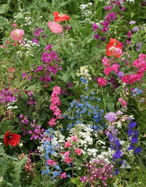 Fresh Wildflower Mix Shade With Perennials 16 Species Pollinators Non-Gm... - £8.62 GBP