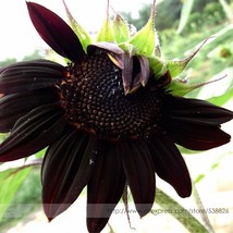 Black Univalve Sunflower Seeds Pack 300 Seeds True Variety Plant #Ts035 Garden U - £18.40 GBP