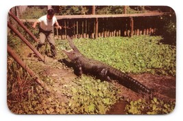 Big George Largest Alligator In Captivity Florida FL UNP Chrome Postcard M16 - $4.90