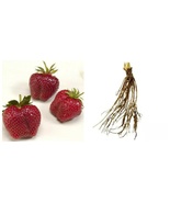 25 Fresh Live Plants AC Wendy Strawberry June-bearing - $72.99