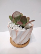 Succulent in White Ceramic Planter Pot, with White Quartz Stones, Burgundy Jade - £16.07 GBP