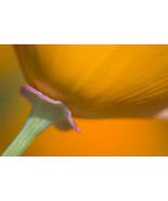 Close Up of Poppy Poster Print - 20 x 13 - €39,35 EUR Close Up of Poppy Poster Print - 20 x 13 - €39,35 EUR