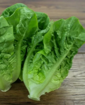 SD 1000 Little Gem Lettuce Seeds Garden Seeds - $7.99