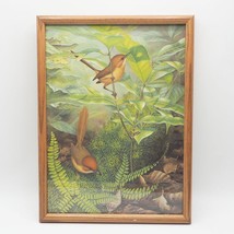 Vintage Wrens Oiseaux Encadré Imprimé Richard Weatherly - $134.42